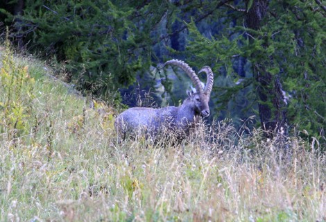 Steinbock