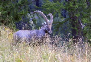 Steinbock